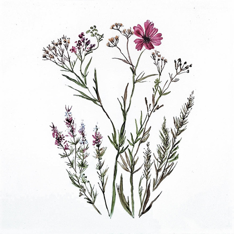 Gräser · lila Blüten (2C) Bild: Gräser · lila Blüten (2C)