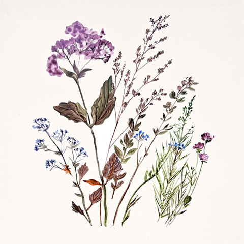 Gräser · bunte Blüten (4B) Bild: Gräser · bunte Blüten (4B)