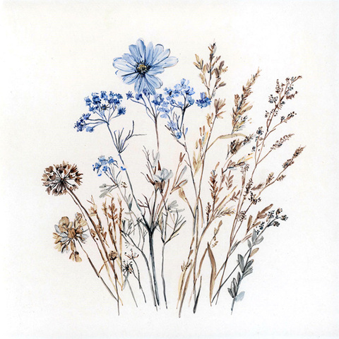 Gräser · blaue Blüten (1A) Bild: Gräser · blaue Blüten (1A)